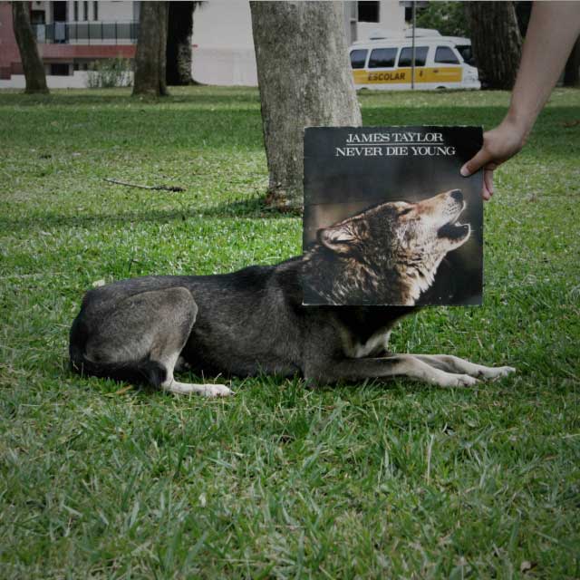 Sleeveface Photos - Dog